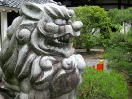 Kenkun-jinja's (建勲神社) Komainu (狛犬). One superstition says the maw of the open-mouthed (阿形 'A-gyo') lion-dog will close in the presence of a liar. In a test of honesty hands can thus be placed in the fearful statue's mouth. Photo © @KyotoDailyPhoto