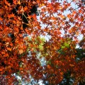 Autumn leaves Photo © @KyotoDailyPhoto