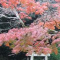 Shinto shrine under red leaves. Photo: © Hazel Waghorn