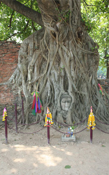 Ja-tree with Buddha Photo © Janet Novak