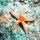 The Starfish Thrower