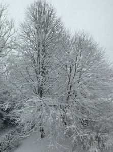 Snow on Trees. © BPG