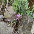 Small Pink Flowers in Amongst the Rocks.