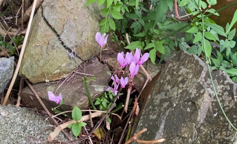 Pink flowers in the rocks