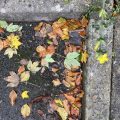 Leaves by the Kerb.