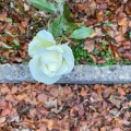 White Rose and Autumn Leaves.