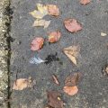 Leaves and a Feather on the Pavement.