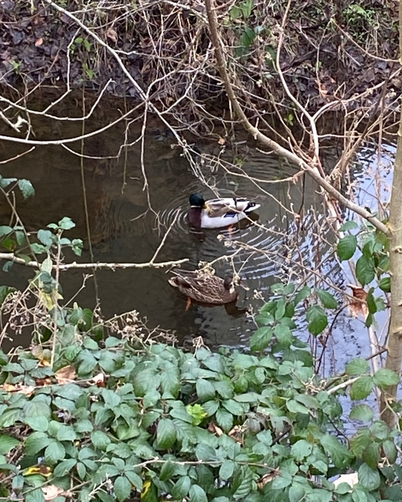 Two Ducks on the Totnes Leat.
