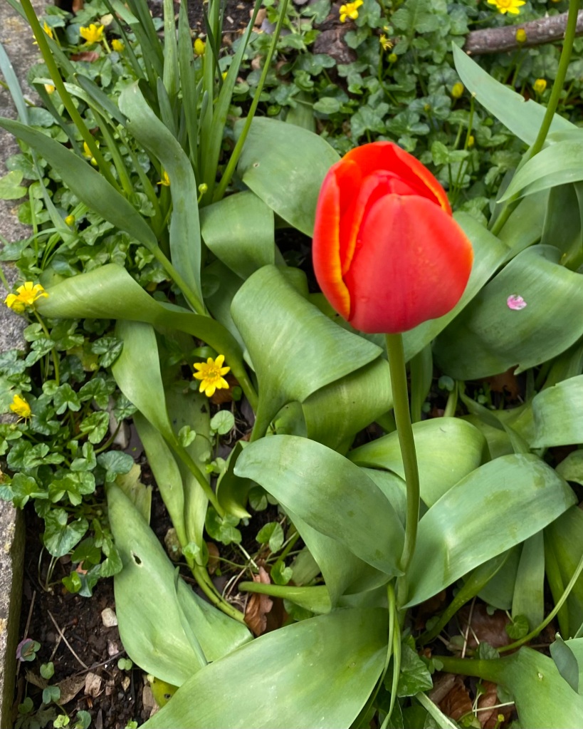 Red tulip.