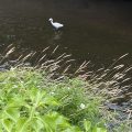 Egret: Stillness in the stream.