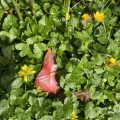Reddish leaf in amongst Lesser Celandine.