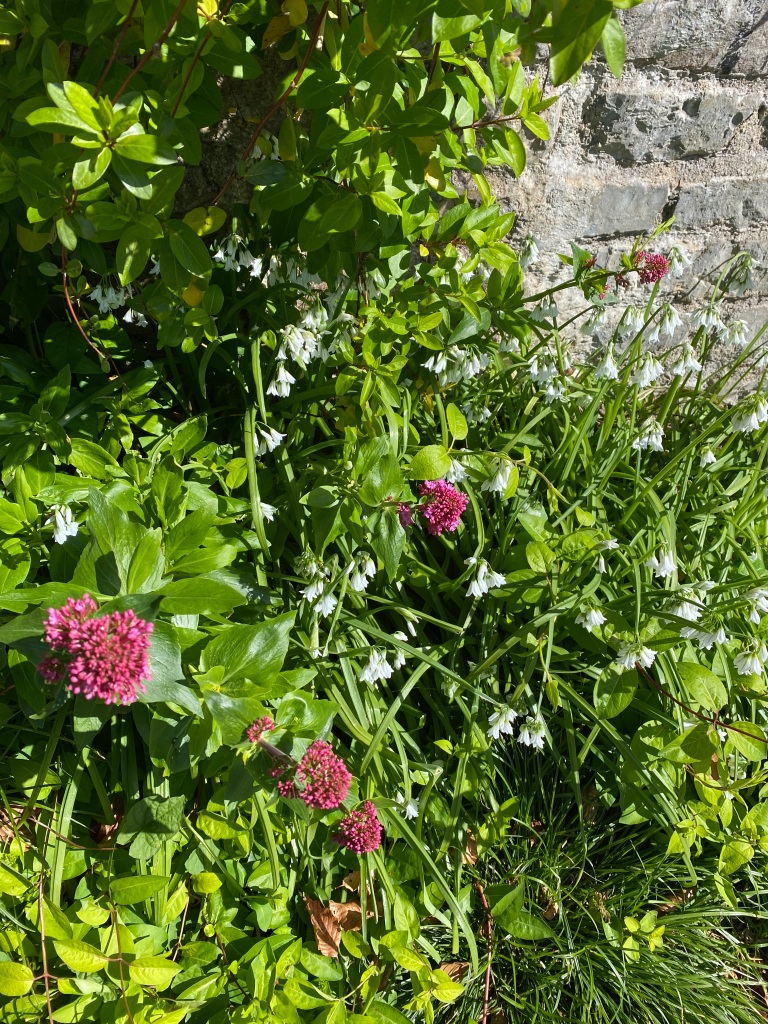 Flowers growing by a wall.