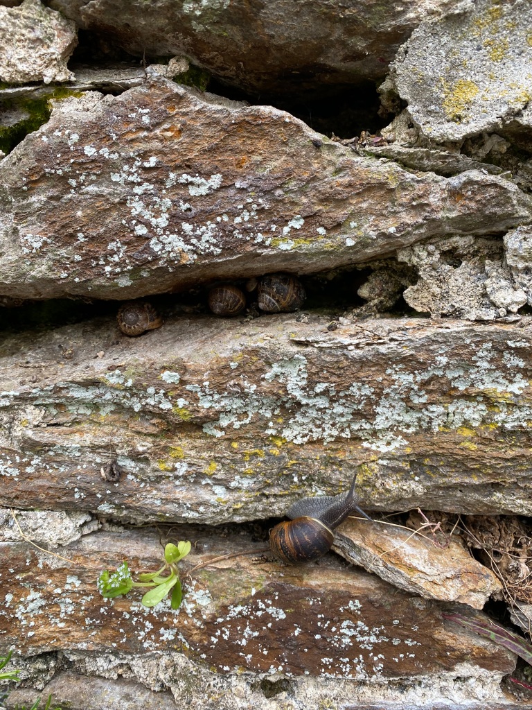 Snails making a home in a stone wall.