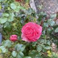Pinkish Rose.
